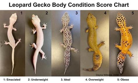 Leopard Gecko Body Condition Score Chart 1: Emaciated 2: Underweight 3 ...