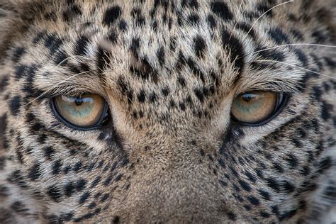 Leopard Eyes | Sean Crane Photography