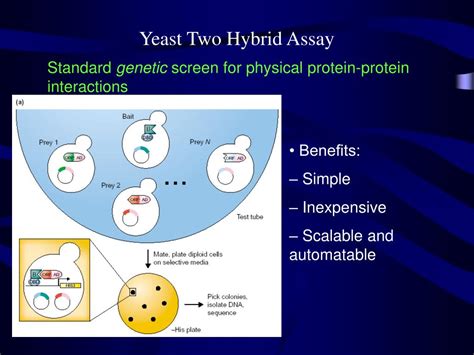 PPT - Brief Introduction of Yeast Two-hybrid System PowerPoint Presentation - ID:4147654