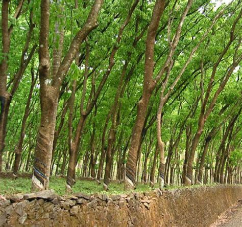 1 Rubber plantation at the Rubber Research Institute of India, Kerala | Download Scientific Diagram