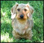 Learn more about dachshund colors