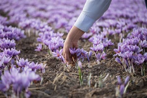 Saffron harvesting - Luxeat