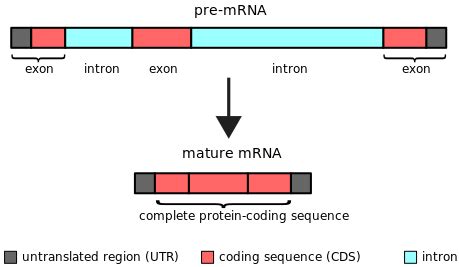 Mature mRNA - Definition and Examples - Biology Online Dictionary