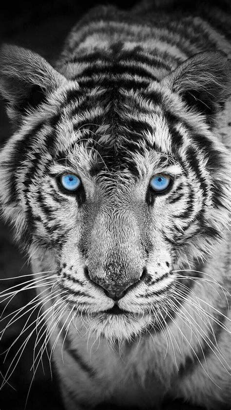 Wallpaper Iphone Tiger | Best 50+ Free Background