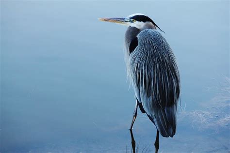 Waterfowl Photography Tips