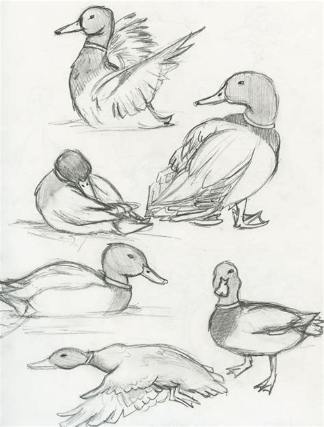 Mallard Duck | The eBestiary