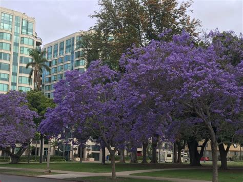 Jacaranda Trees In Balboa Park: Photo Of The Day | San Diego, CA Patch