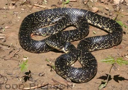 Eastern Black Kingsnake (Lampropeltis nigra) | Kentucky Snake ...