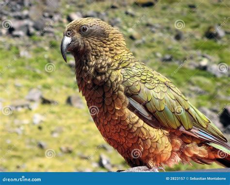 Kea Bird Royalty Free Stock Photography - Image: 2823157