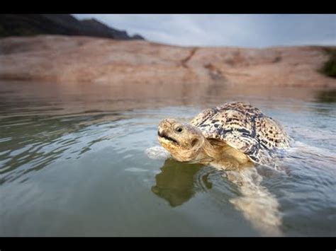 Who says tortoises can't swim? - YouTube