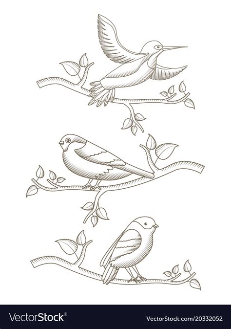 Drawing birds in branch tree natural decoration Vector Image