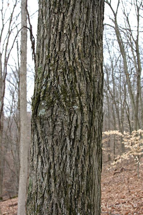 Pignut Hickory Bark