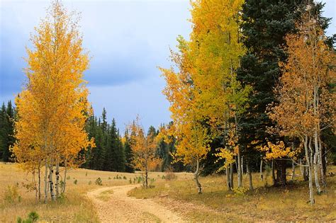 Kaibab National Forest seeks input on Kaibab Plateau restoration project | Williams-Grand Canyon ...