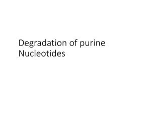 purines Metabolism.pptx