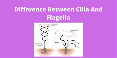 Difference Between Cilia And Flagella and its Types