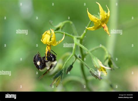 Common Eastern bumble bee (Bombus impatiens) buzz pollinating tomato flower (Solanum sp Stock ...