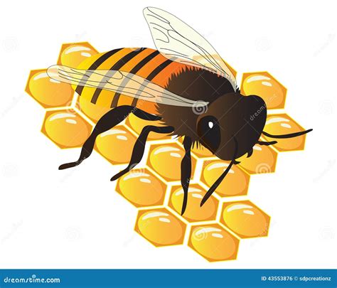 Bee On The Honey Comb stock vector. Image of honeycomb - 43553876