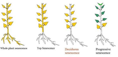 Bits and Bytes of Biology: Senescence