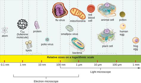 1.3: Types of Microorganisms - Biology LibreTexts