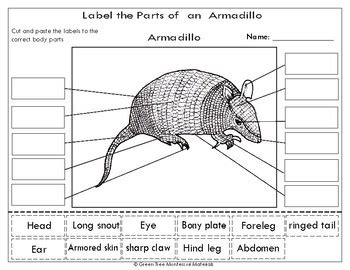 Armadillo Anatomy