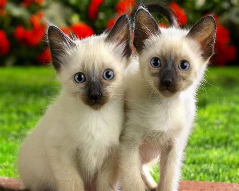 Siamese Kittens - Domestic Animals Wallpaper (2256707) - Fanpop - Page 10