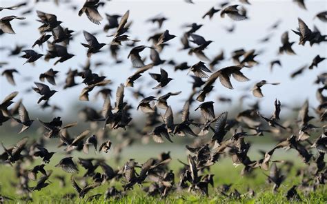 A Flock Of Starlings wallpaper | animals | Wallpaper Better