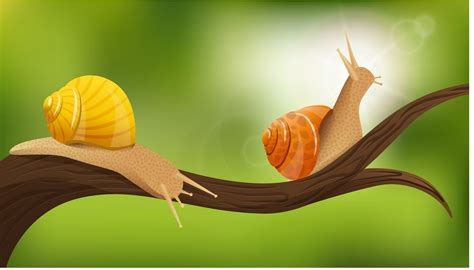 How Do Snails Reproduce? The Snail Love Story | SnailPedia