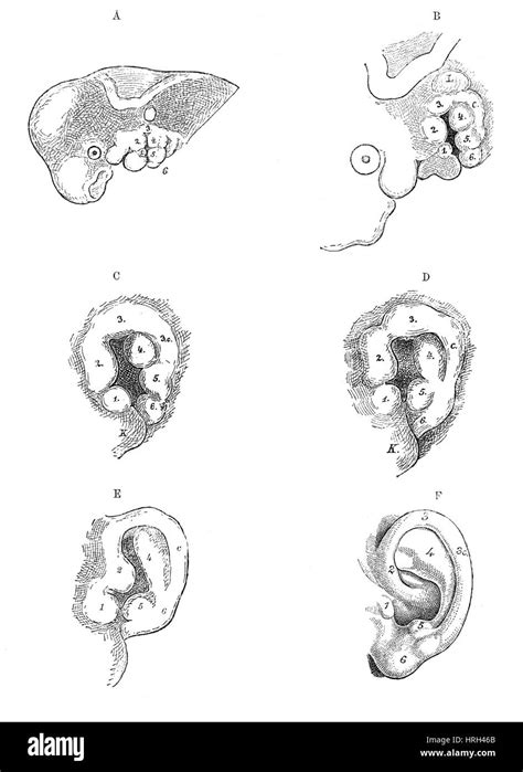 Human Embryo, External Ear Development Stock Photo - Alamy