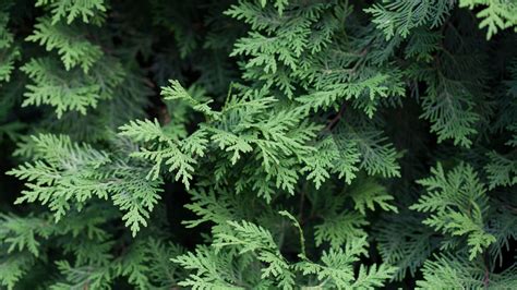 Top 7 Evergreen Plants and How to Care for Them