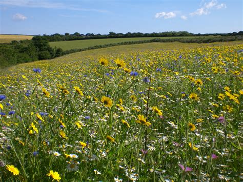 Free Images : flowers, field, cornwall, flower, wildflower, ecosystem ...