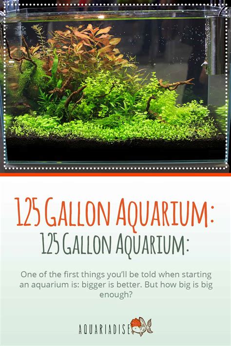 125 Gallon Aquarium: Our Top 3 Choices For The Money