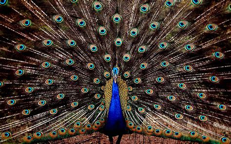 wallpaper: Peacock Wallpapers