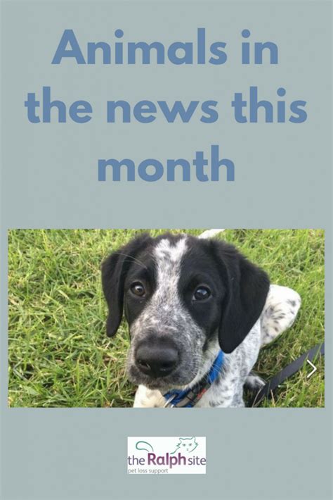 Animals in the news this month (March 2017) | The Ralph Site Blog