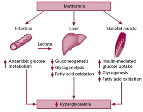 Metformin - BioPharma Notes