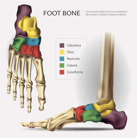 midtarsal joint – Biomechanics Education