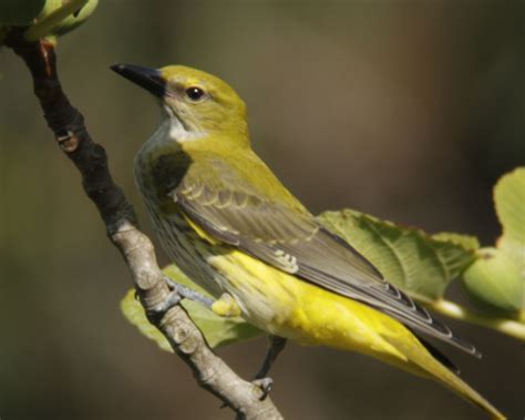 Living in the Lot: Golden Orioles in Gagnac