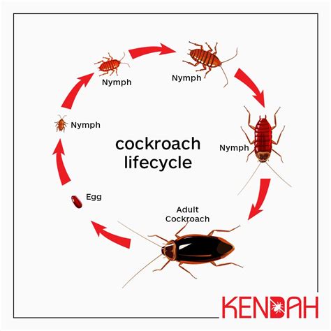 Cockroach Life Cycle