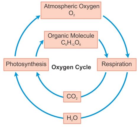 draw diagram of oxygen cycle 8mu5j1144 -Biology - TopperLearning.com