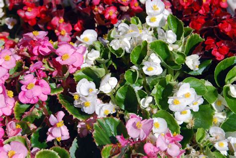 How to Grow and Care for Wax Begonias