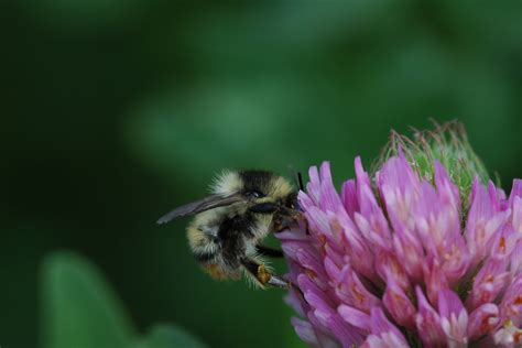 Bumblebee Habitat and Coastal Path Extension | EOCA | Conservation ...