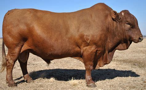 The Gorba Bonsmara Cattle breed, is another Sanga sub-species, from S ...