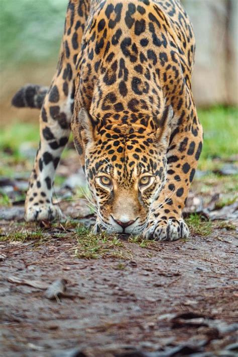 Jaguar Paw Print Stock Photos, Images and Backgrounds for Free Download