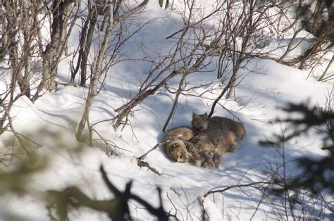 A peek into the lives of Canada lynx - The Wildlife Society