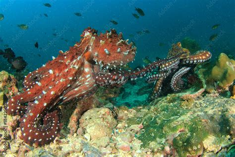 Pair Octopus mating Stock Photo | Adobe Stock