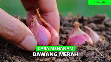 6 Cara Mudah Menanam Bawang Merah di Rumah