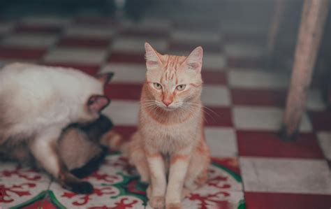 Photo of Orange Tabby Cat Under Chair · Free Stock Photo