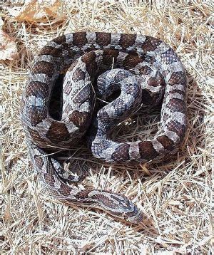 Great Plains Ratsnake – INHS Herpetology Collection