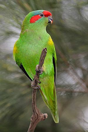 Musk lorikeet Facts for Kids