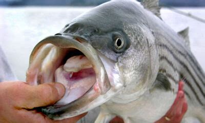 Pro Tips For Fishing For Stripers. Guide To Catching Trophy Bass