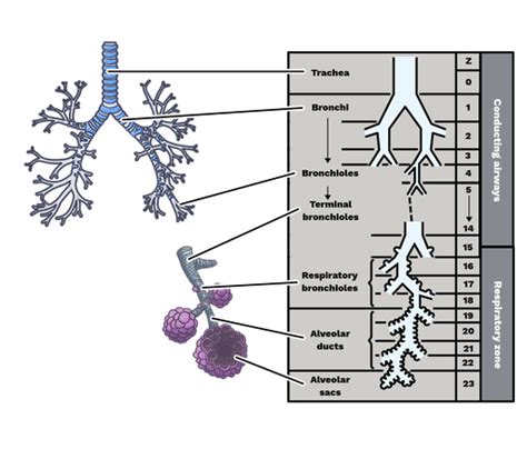 Respiratory Bronchioles